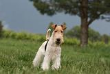 FOX TERRIER 678